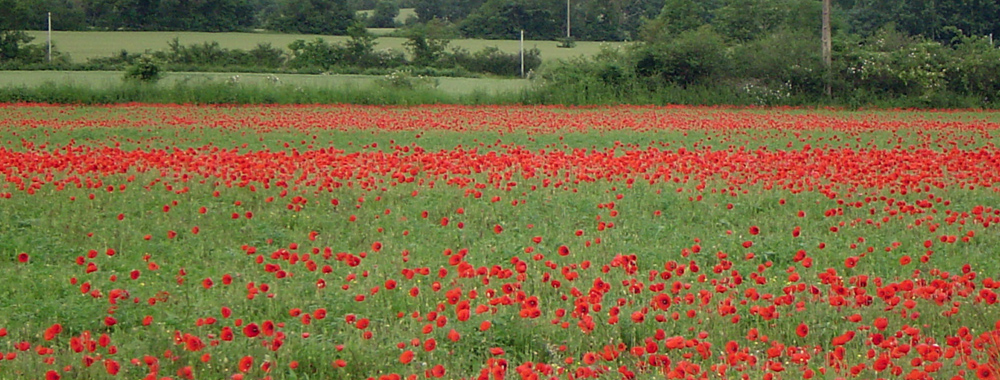 Fields of poppies in the Vendee