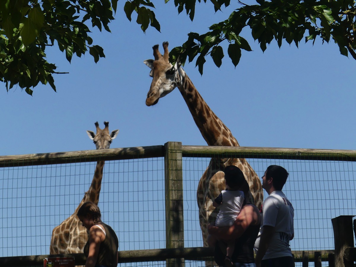 Giraffes at the Natur Zoo in Mervent Vendee 